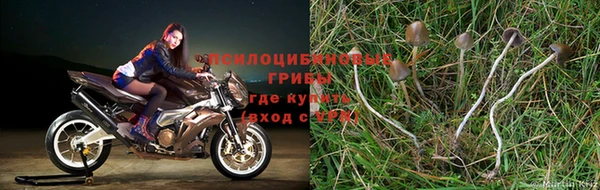 индика Аркадак
